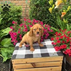 Rustie, Cavalier King Charles Spaniel Puppy